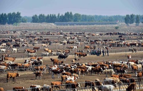 通遼市科爾沁牛業(yè)肉牛養(yǎng)殖基地(6月5日攝).